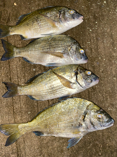 オキナワキチヌの釣果