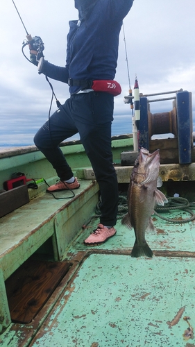 アラの釣果