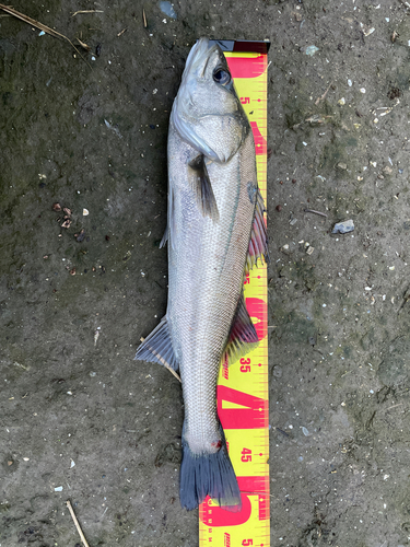 タイリクスズキの釣果