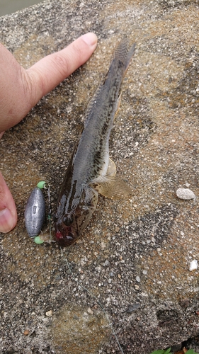 ハゼの釣果