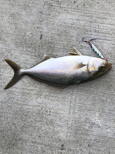 ショゴの釣果