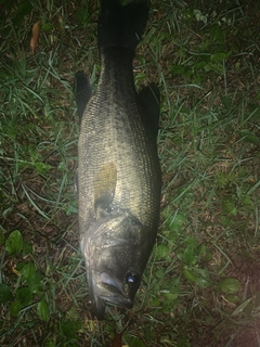 ラージマウスバスの釣果