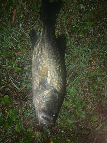 ラージマウスバスの釣果