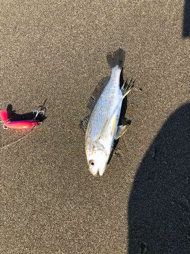 イシモチの釣果