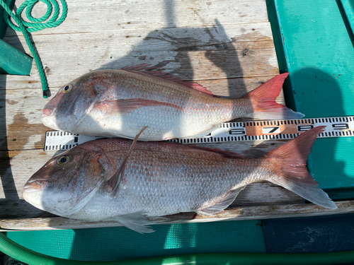 タイの釣果