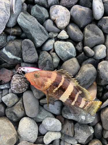 マハタの釣果