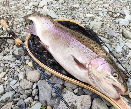 ニジマスの釣果