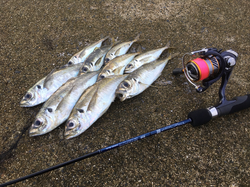 アジの釣果