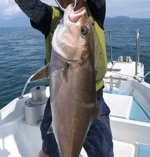 カンパチの釣果