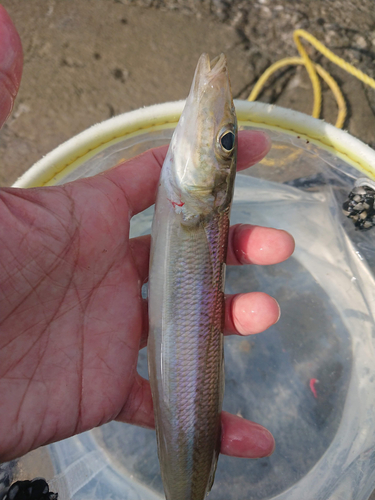 キスの釣果