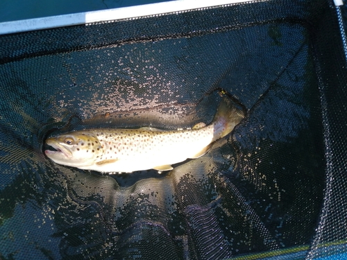 ブラウントラウトの釣果