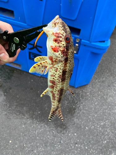 ヨメヒメジの釣果