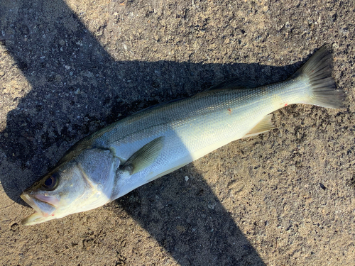 スズキの釣果