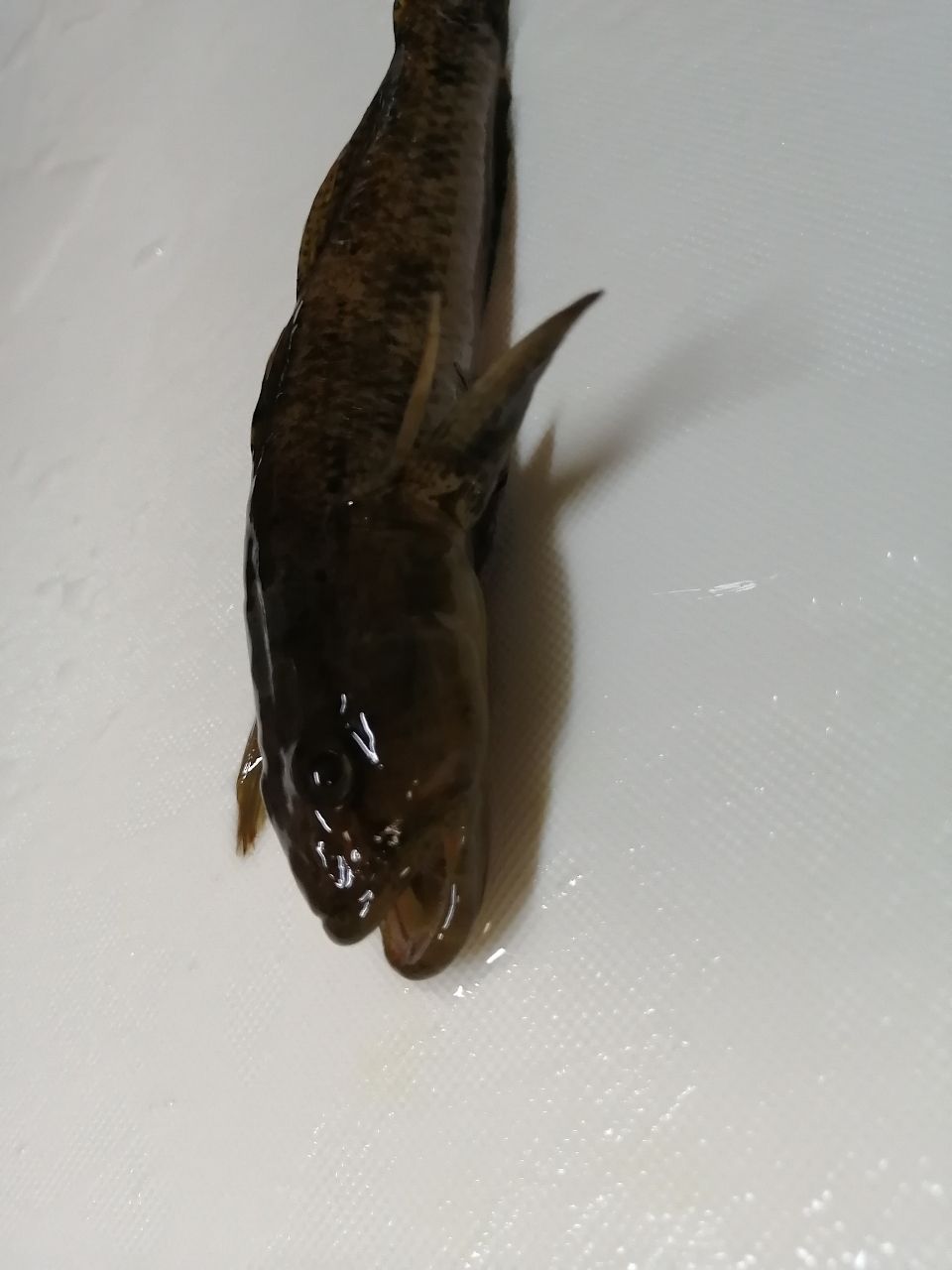 ウロハゼ