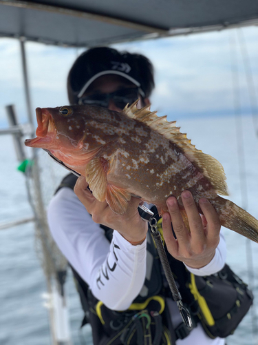 アコウの釣果