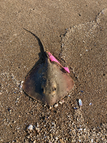 エイの釣果