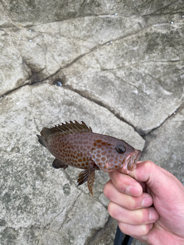 オオモンハタの釣果