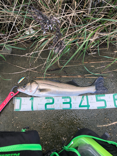 スズキの釣果