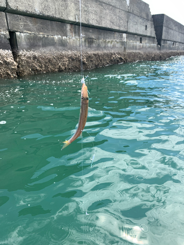 アカカマスの釣果