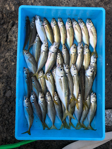 アジの釣果