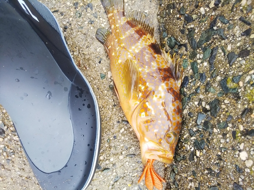 アコウの釣果