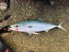 ツバスの釣果