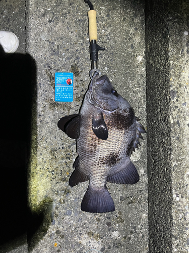 ヒゲダイの釣果