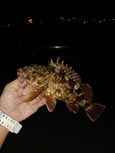 カサゴの釣果