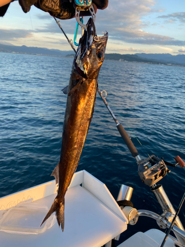 クロシビカマスの釣果