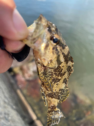 タケノコメバルの釣果