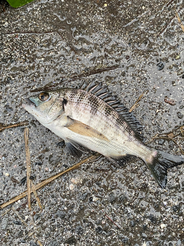 クロダイの釣果