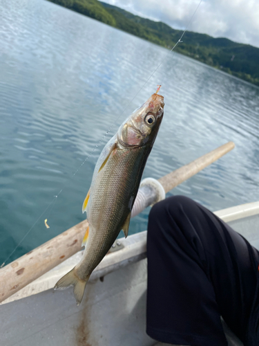 ウグイの釣果