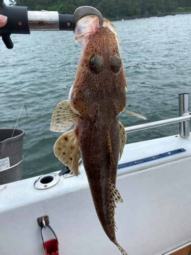 マゴチの釣果