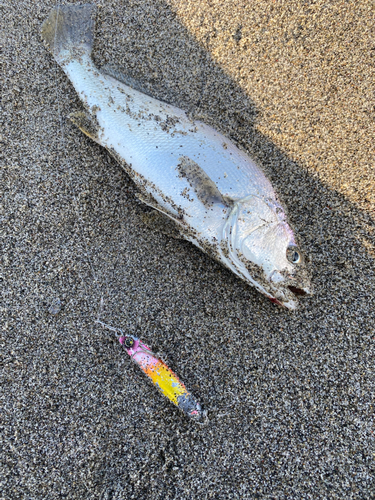 ニベの釣果