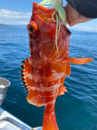 アカハタの釣果