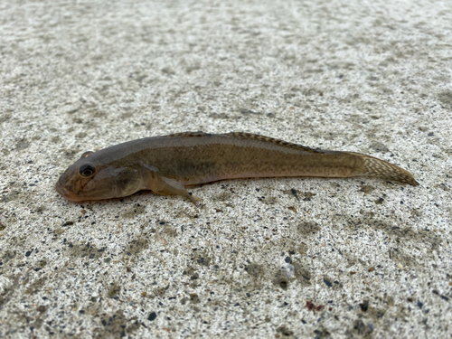 ハゼの釣果