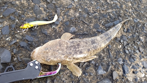 マゴチの釣果