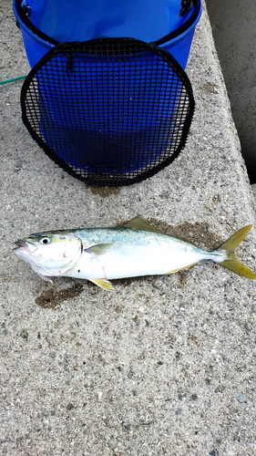 ツバスの釣果