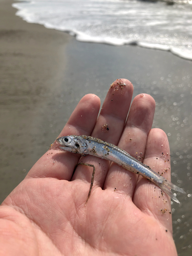 イワシの釣果