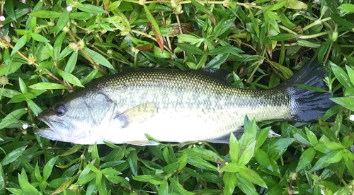 ブラックバスの釣果