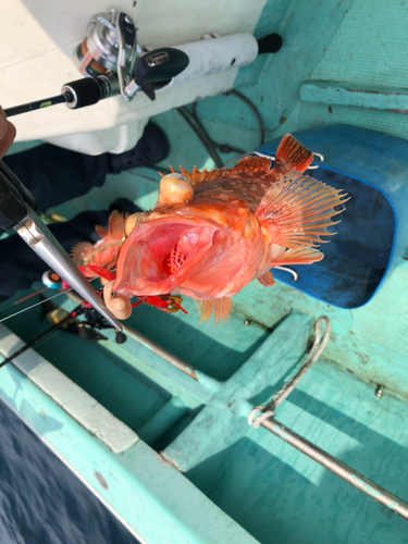 カサゴの釣果