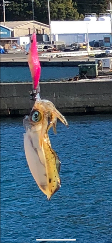 イカの釣果