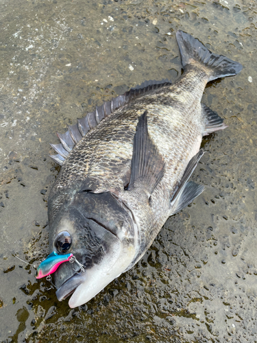 クロダイの釣果