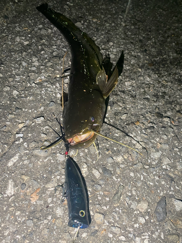 ブラックバスの釣果