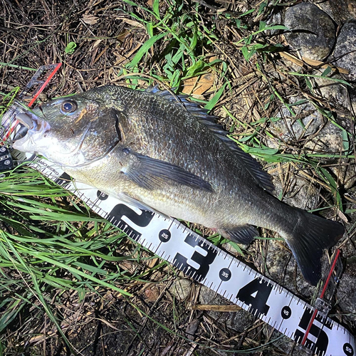 チヌの釣果