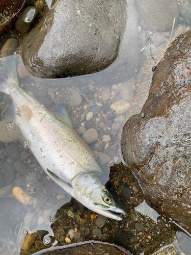 カラフトマスの釣果