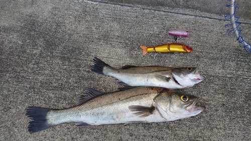 シーバスの釣果