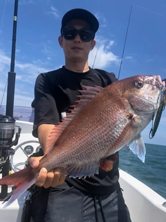 マダイの釣果