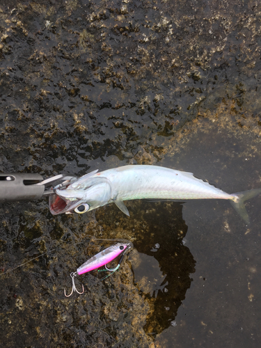 サバの釣果