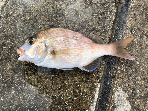 キスの釣果